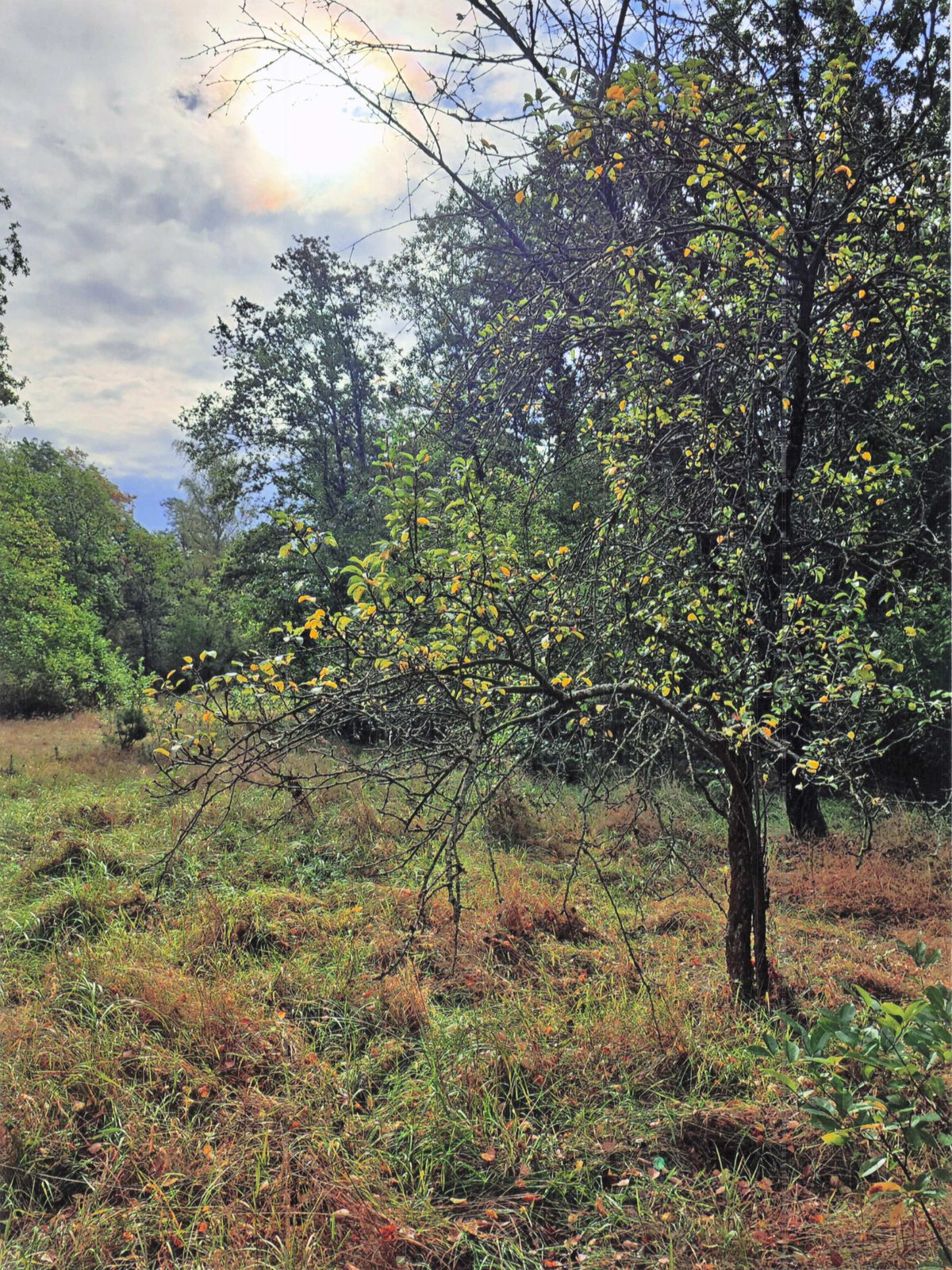 Wilder Apfelbaum im Obstgarten, langes Gras, Herbsthimmel